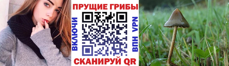 Галлюциногенные грибы Magic Shrooms купить наркотики сайты Феодосия